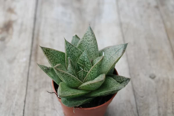 Gasteria 'D Tiga'