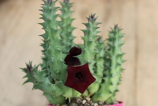 Huernia macrocarpa