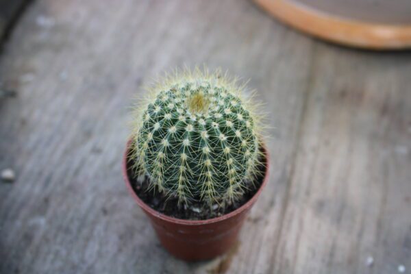 Notocactus magnificus