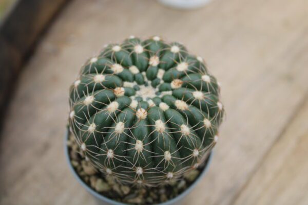 Notocactus uebelmannianus - immagine 2