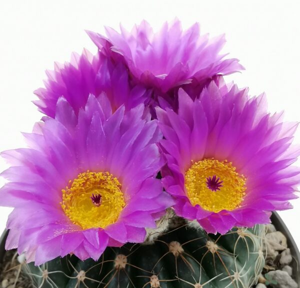Notocactus uebelmannianus