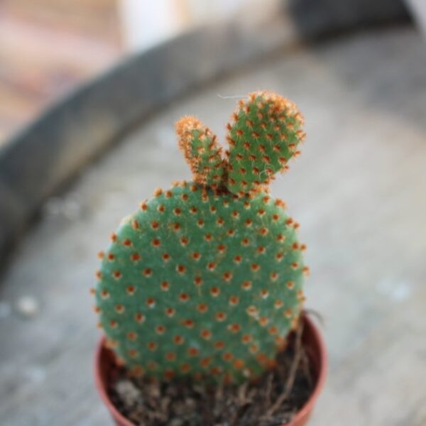 Opuntia microdasys subs. rufida