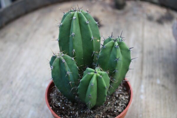Pachycereus pecten-aboriginum