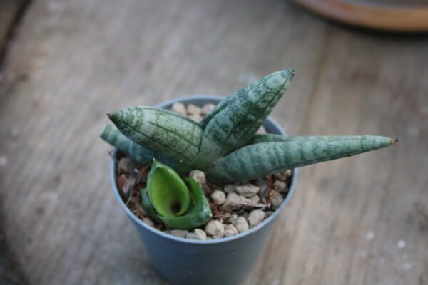 Sansevieria 'Boncellensis'