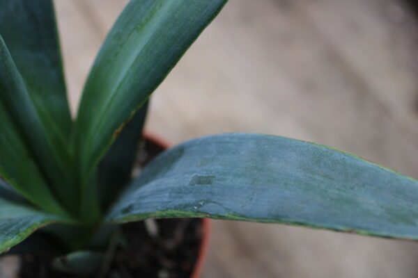 Agave sisalana - immagine 3