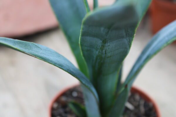 Agave sisalana - immagine 2