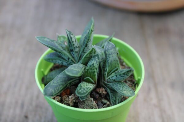 Gasteria bicolor var. liliputana