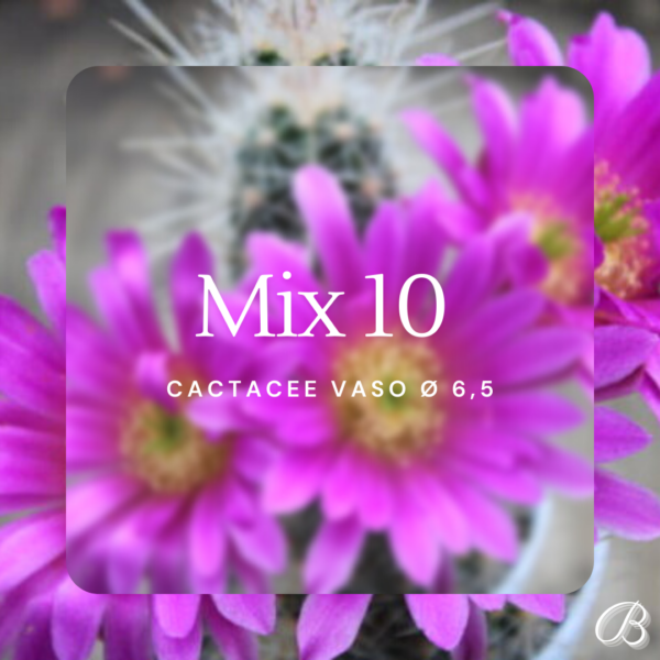 Mix 10 Cactacee Vaso Ø 6,5