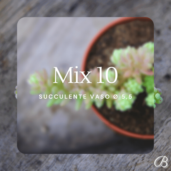 Mix 10 Succulente Vaso Ø 5,5