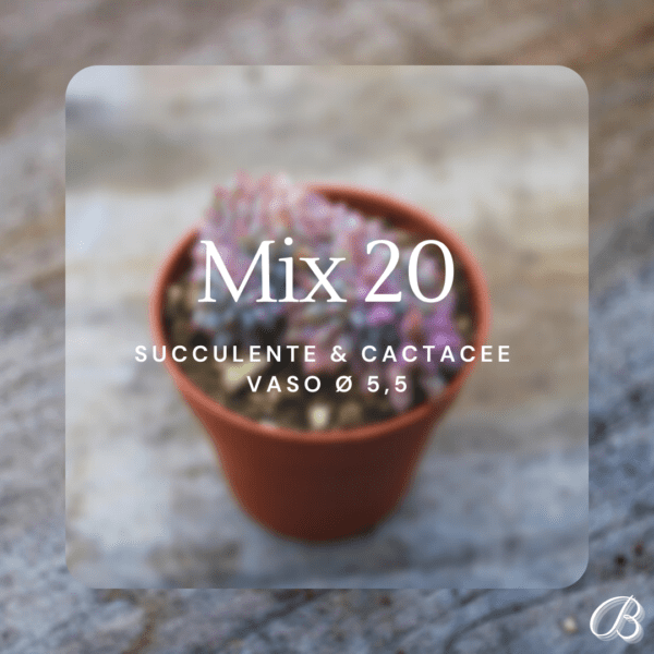 Mix 20 Succulente & Cactacee Vaso Ø 5,5