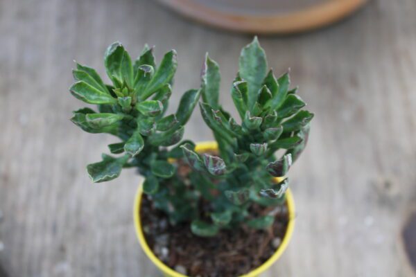 Monadenium stapelioides