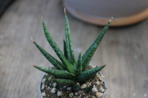 Sansevieria francisii