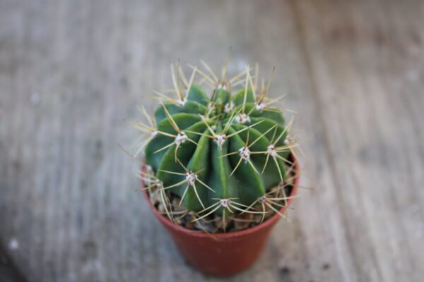 Acanthocalycium spiniflorum