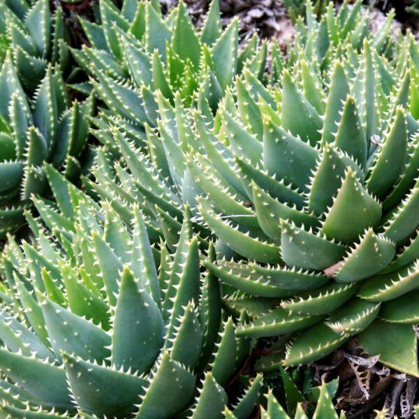 Aloe mitriformis