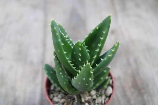 Aloe mitriformis - immagine 2