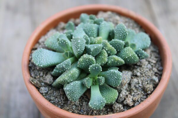 Aloinopsis luckhoffii - immagine 2