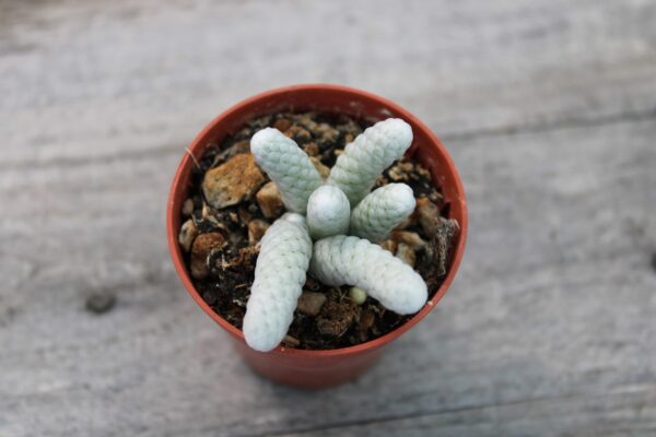 Avonia papyracea