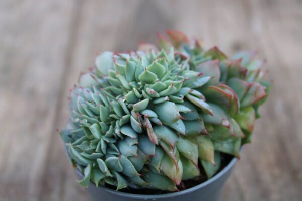Echeveria 'Best Western' crestata - immagine 2