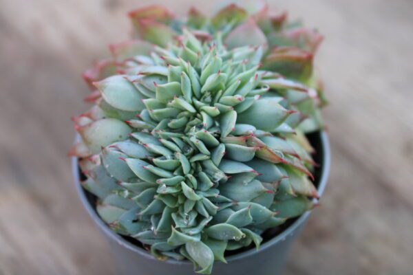 Echeveria 'Best Western' crestata