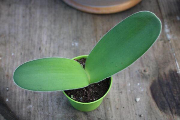 Haemanthus albiflos