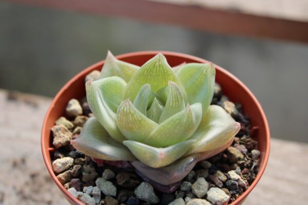 Haworthia cymbiformis 'Rosata' - immagine 2