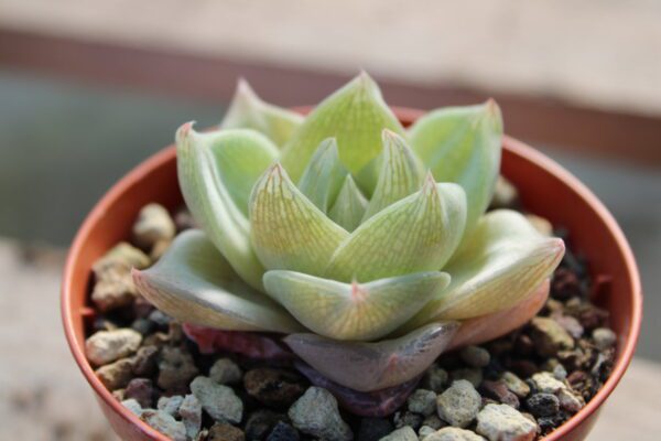 Haworthia cymbiformis 'Rosata'