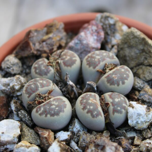 Lithops dorotheae C300 - immagine 2