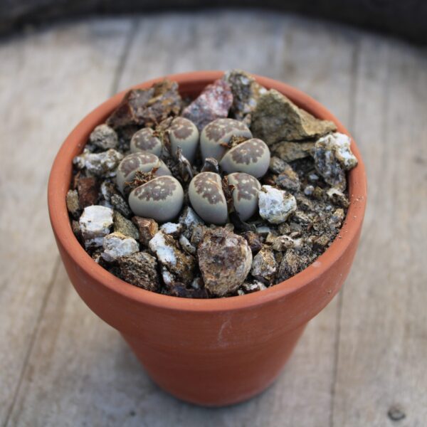 Lithops dorotheae C300