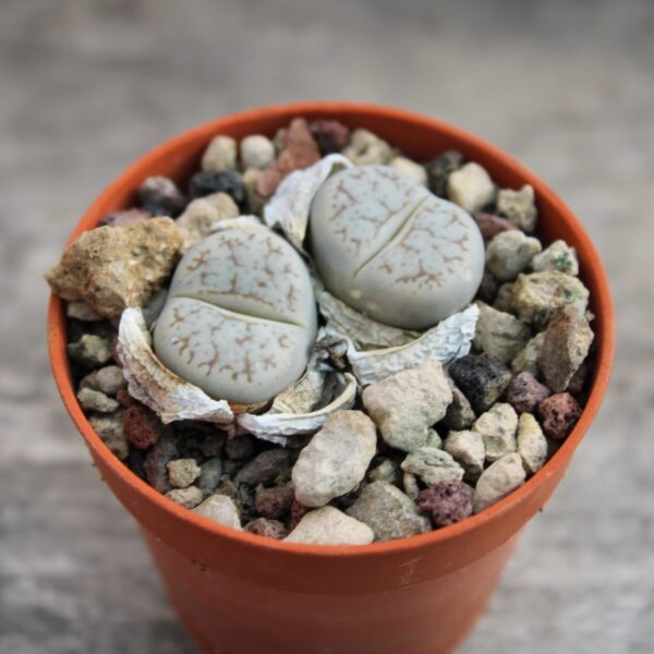 Lithops gracilidelineata