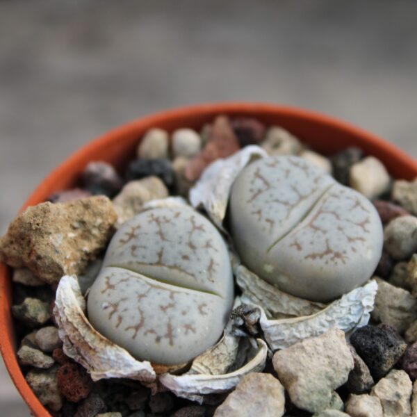 Lithops gracilidelineata - immagine 2