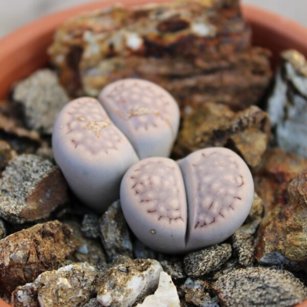 Lithops hallii - immagine 2