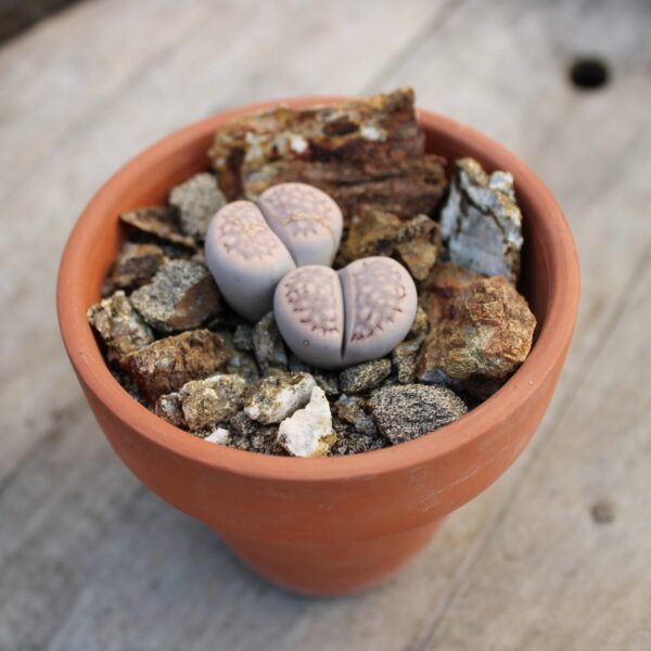 Lithops hallii - immagine 3