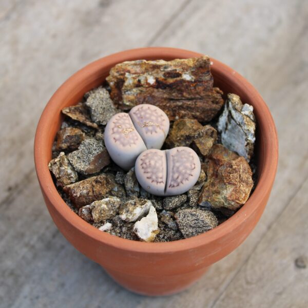 Lithops hallii