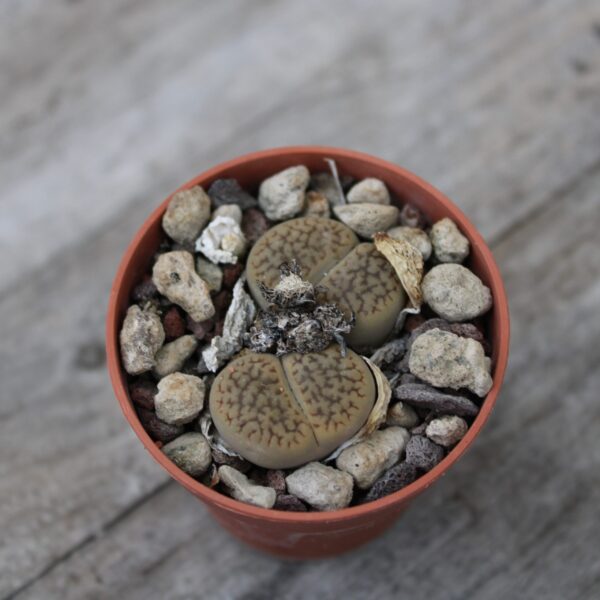 Lithops hookeri