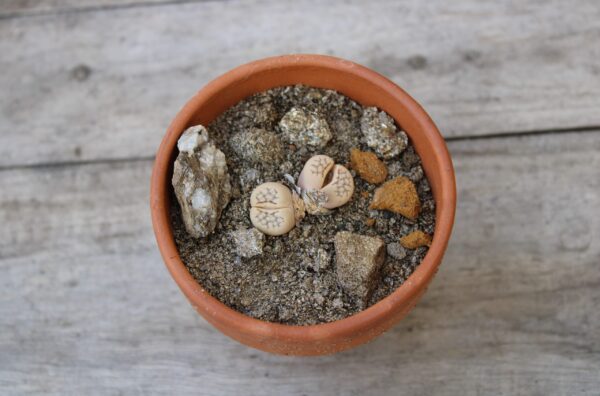 Lithops julii