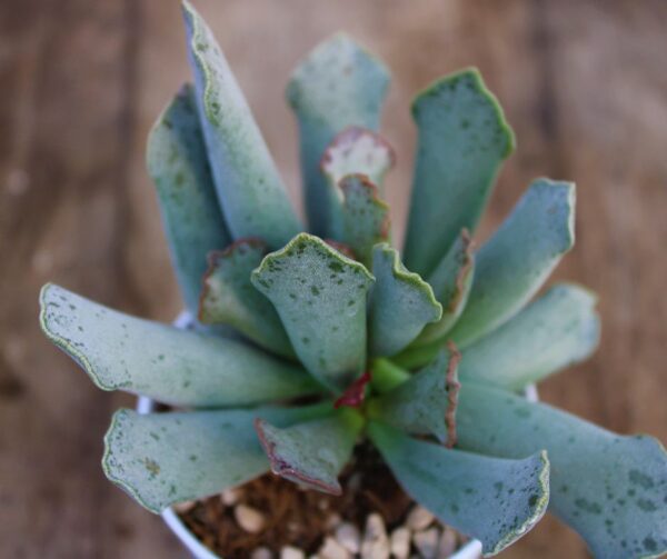 Adromischus sphenophyllus