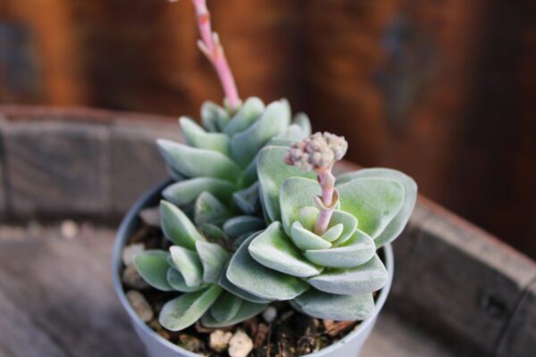 Crassula 'Coralita'