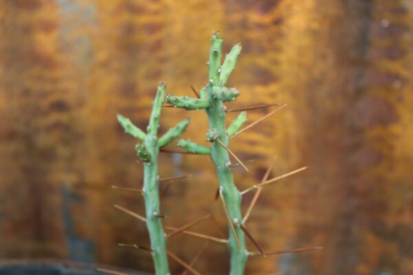 Cylindropuntia leptocaulis