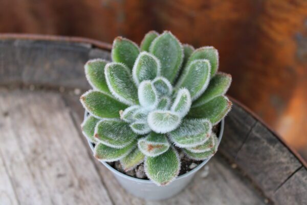 Echeveria 'Doris Taylor'
