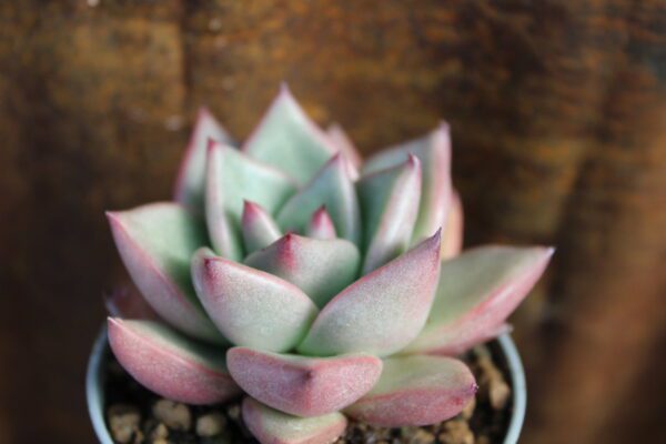 Echeveria agavoides 'Romeo'