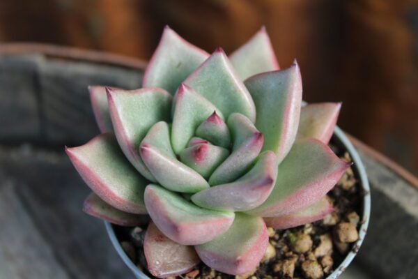 Echeveria agavoides 'Romeo' - immagine 2