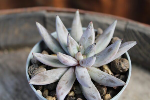 Echeveria unguiculata