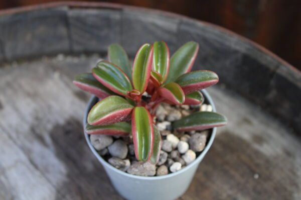 Peperomia graveolens 'Ruby Glow'