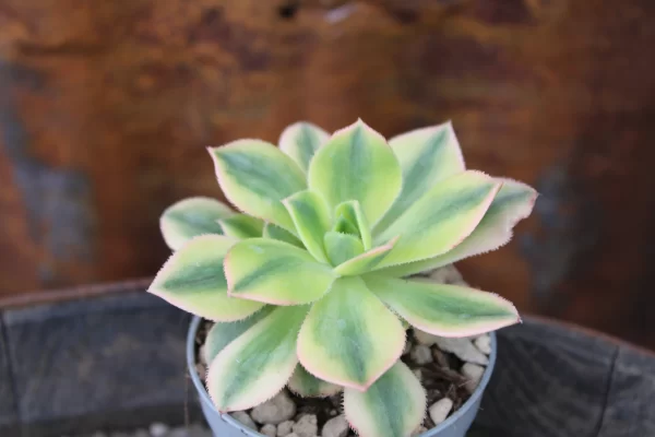 Aeonium 'Floresens'