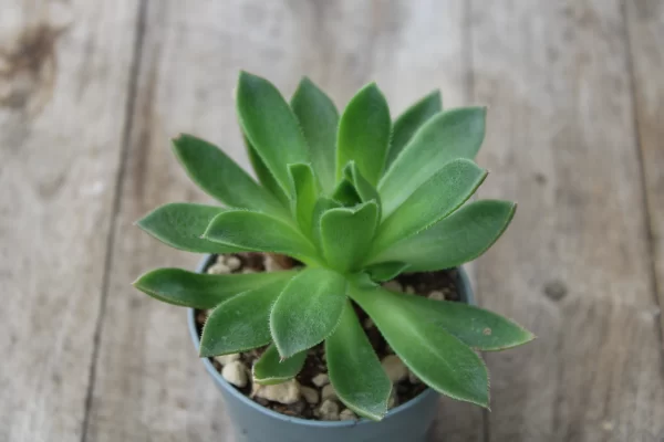 Aeonium simsii