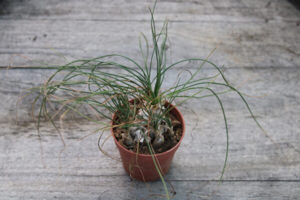 Albuca humilis
