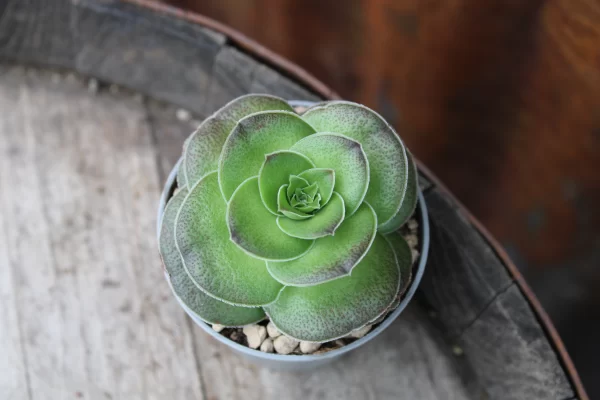 Crassula hemisphaerica - immagine 2