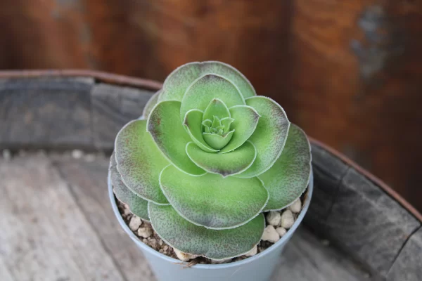 Crassula hemisphaerica