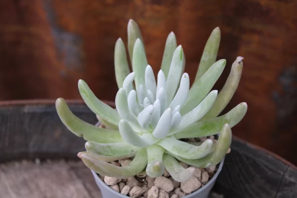 Dudleya virens var. hassei