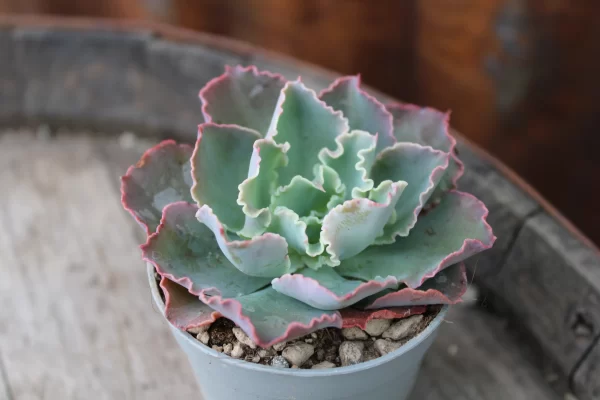 Echeveria 'Blue Waves' - immagine 2